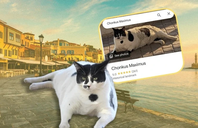 Chú mèo mũm mĩm thành 'hiện tượng mạng', hút khách tới hòn đảo ở Địa Trung Hải