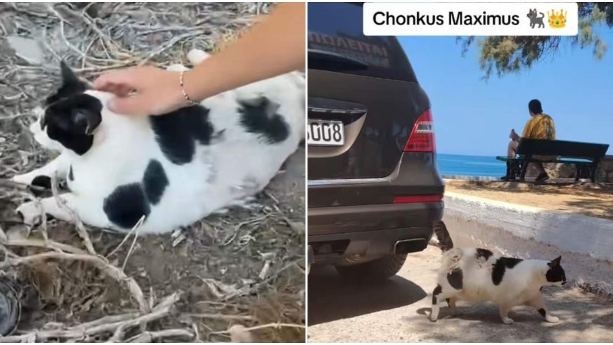 gatos chania kriti tiktok chonkus maximus.jpg