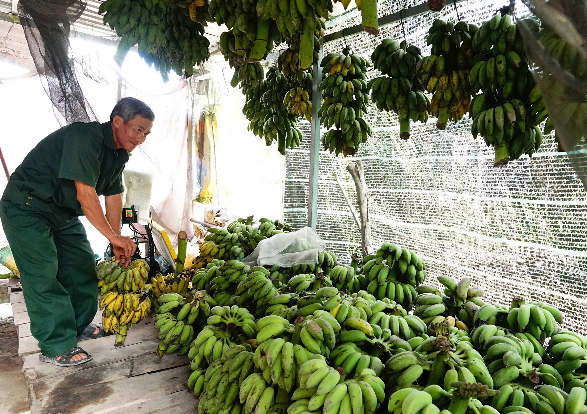 Nuôi chồn 0.jpg