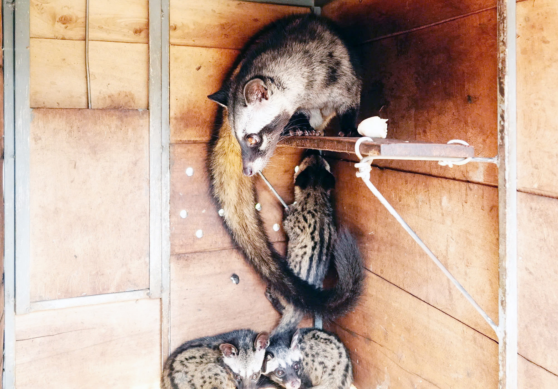 Nuôi chồn 12.jpg