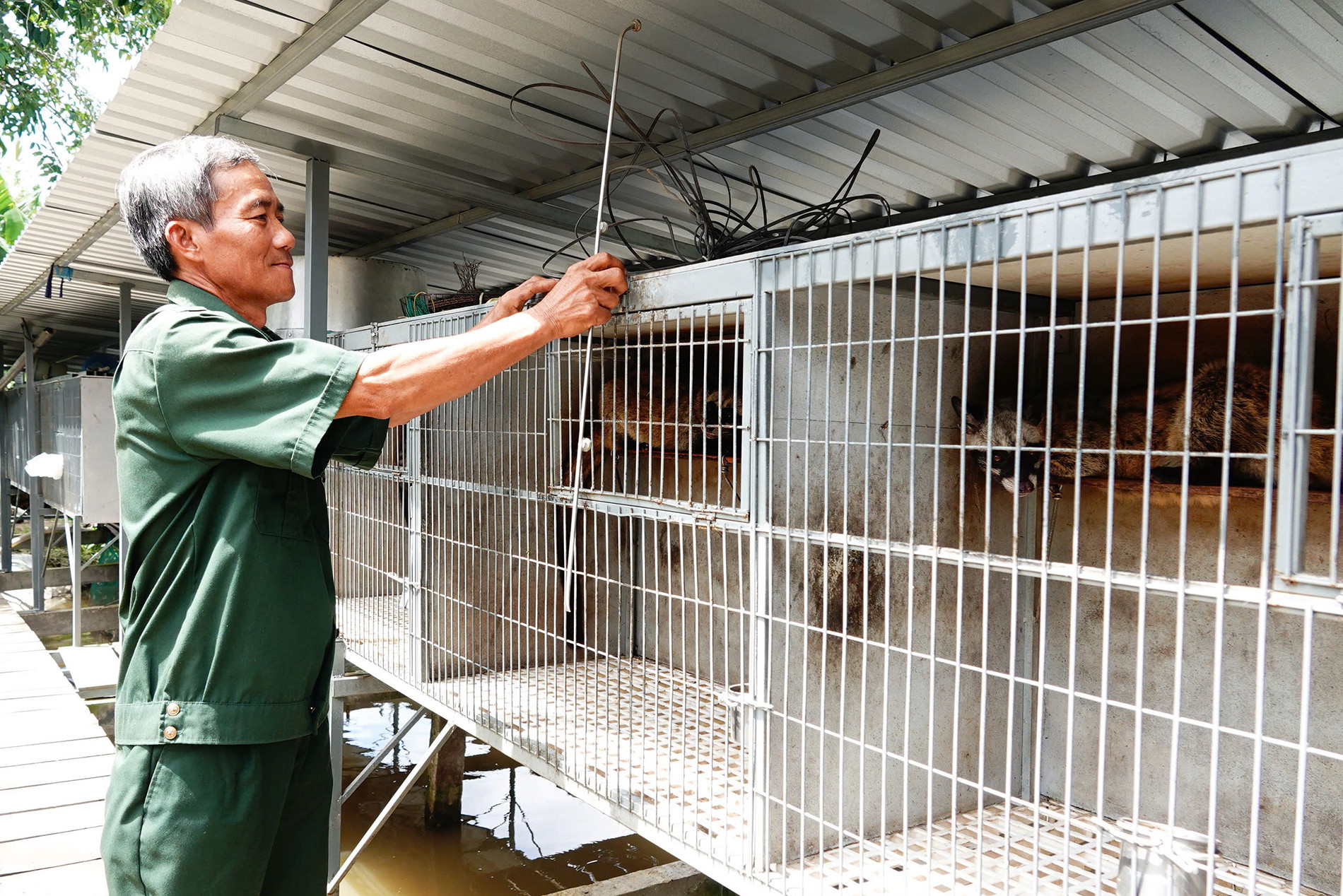 Nuôi chồn 128.jpg