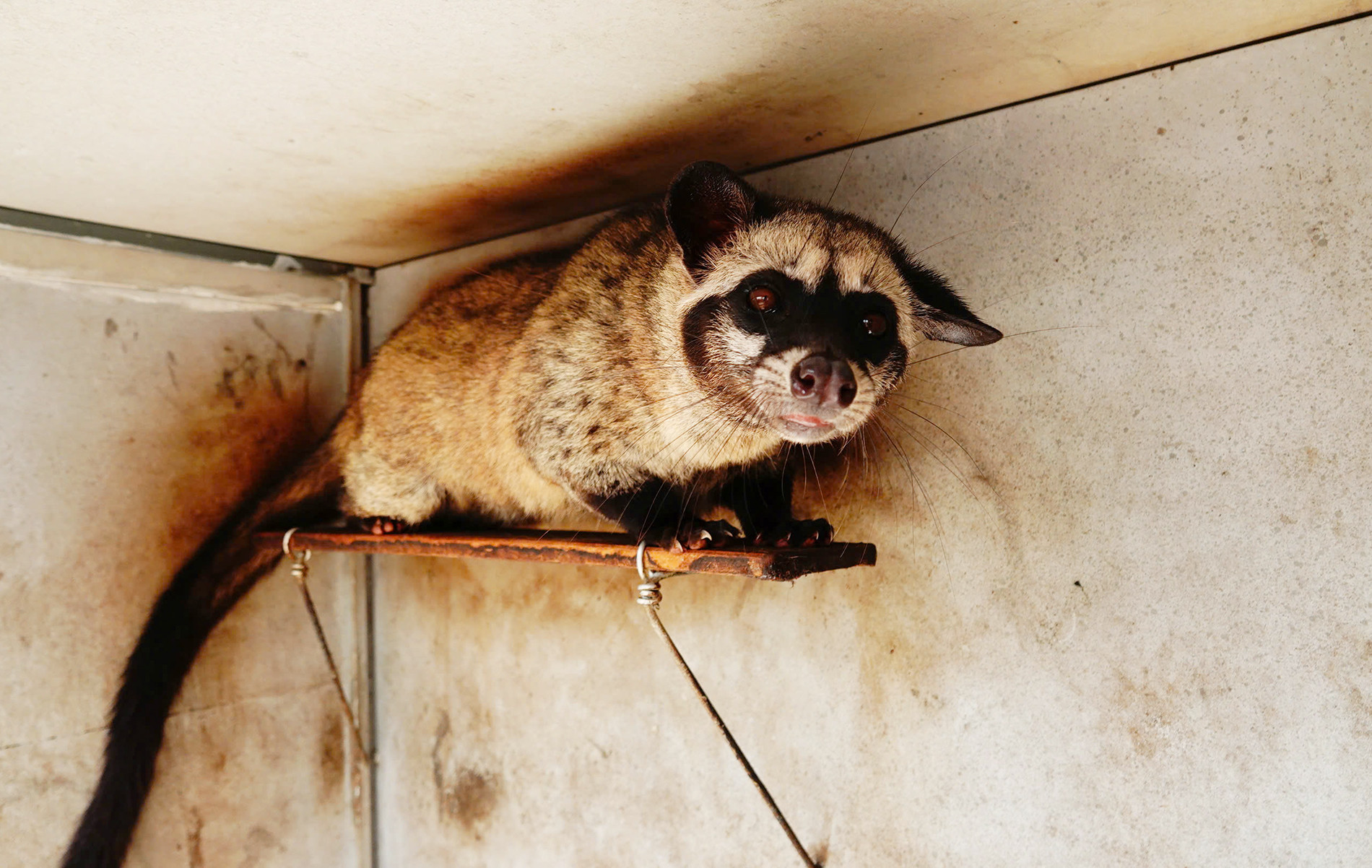 Nuôi chồn 5.jpg