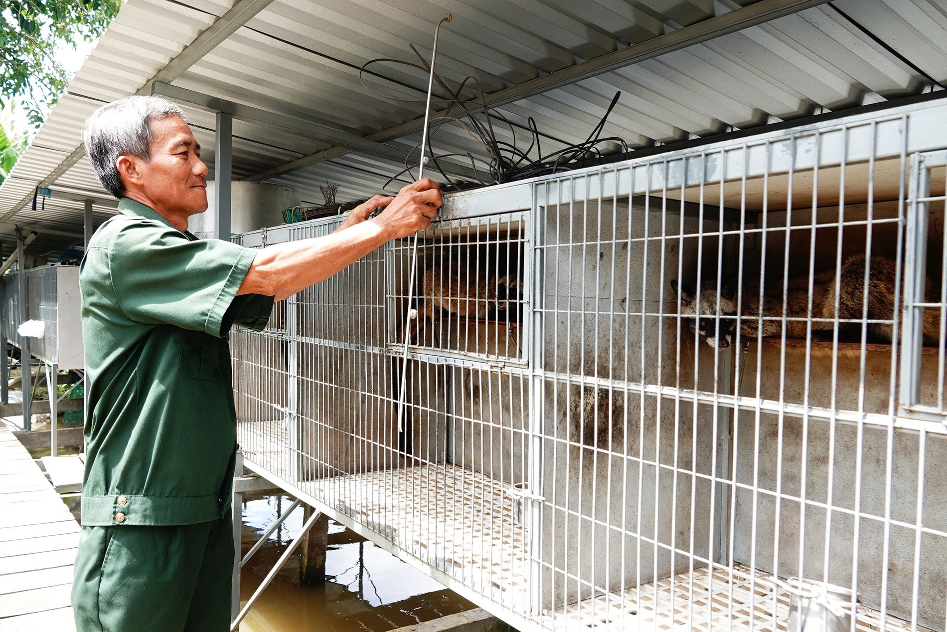Quyết nuôi con đặc sản dù vợ phản đối, lão nông Vĩnh Long thu bộn tiền