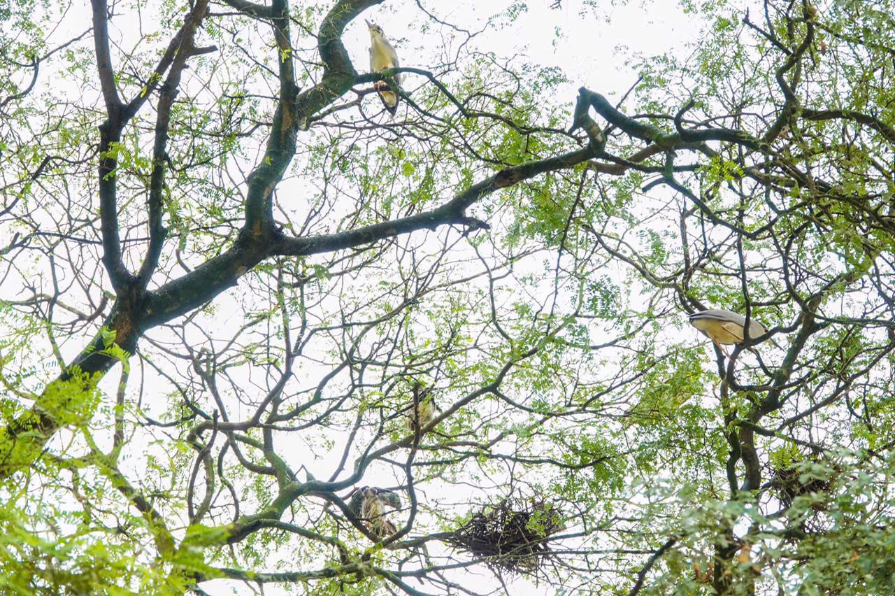 chua hang 12 95592.jpg