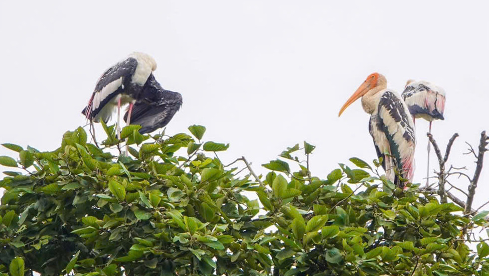 chua hang 6 95593.jpg