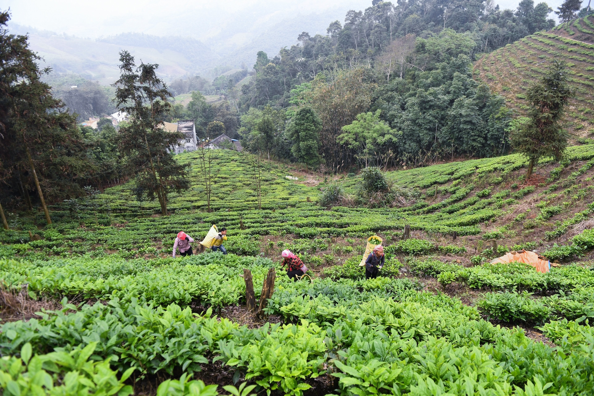 Chương trình 1719 giai đoạn 2: Để không còn những cuộc di cư tự do đầy bất ổn