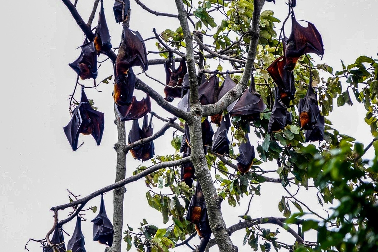 Những ngôi chùa ‘cưu mang’ đàn chim trời, dơi khổng lồ suốt hàng chục năm