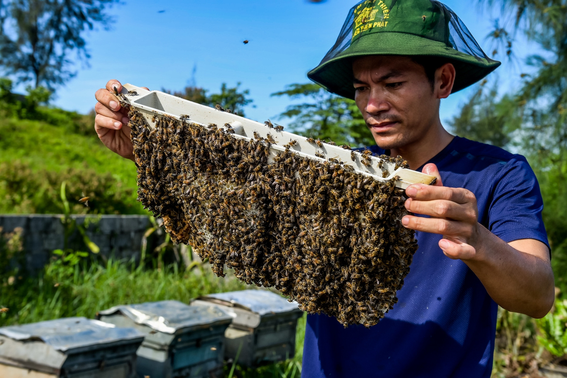 Săn 'mật của biển' ở Ninh Bình, người dân bỏ túi hàng trăm triệu mỗi vụ