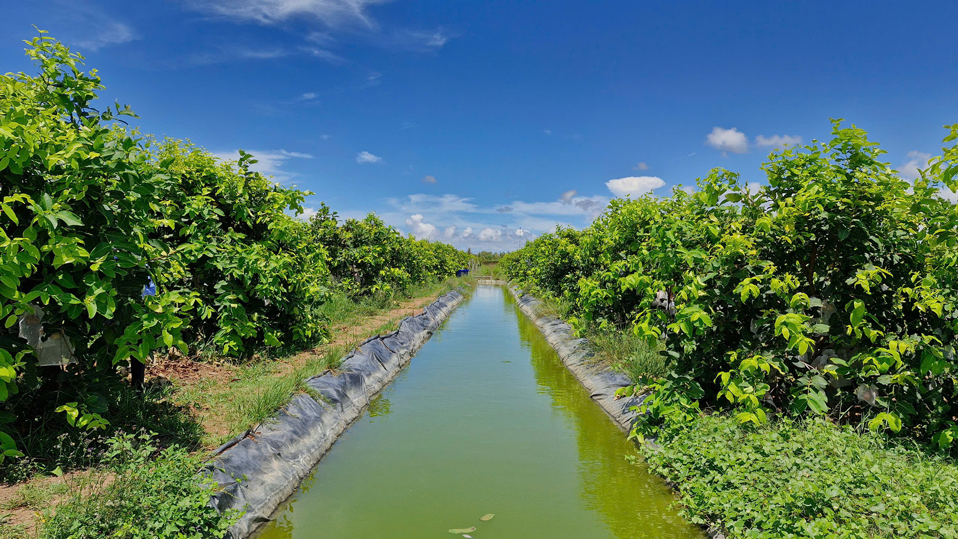 Trồng mận 3.jpg
