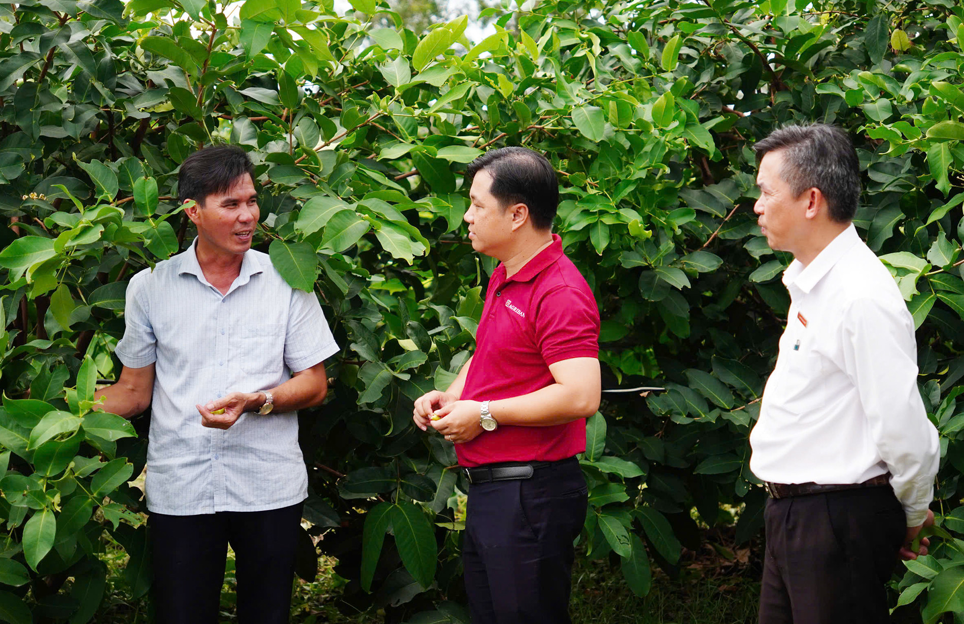 Trồng mận 989.jpg