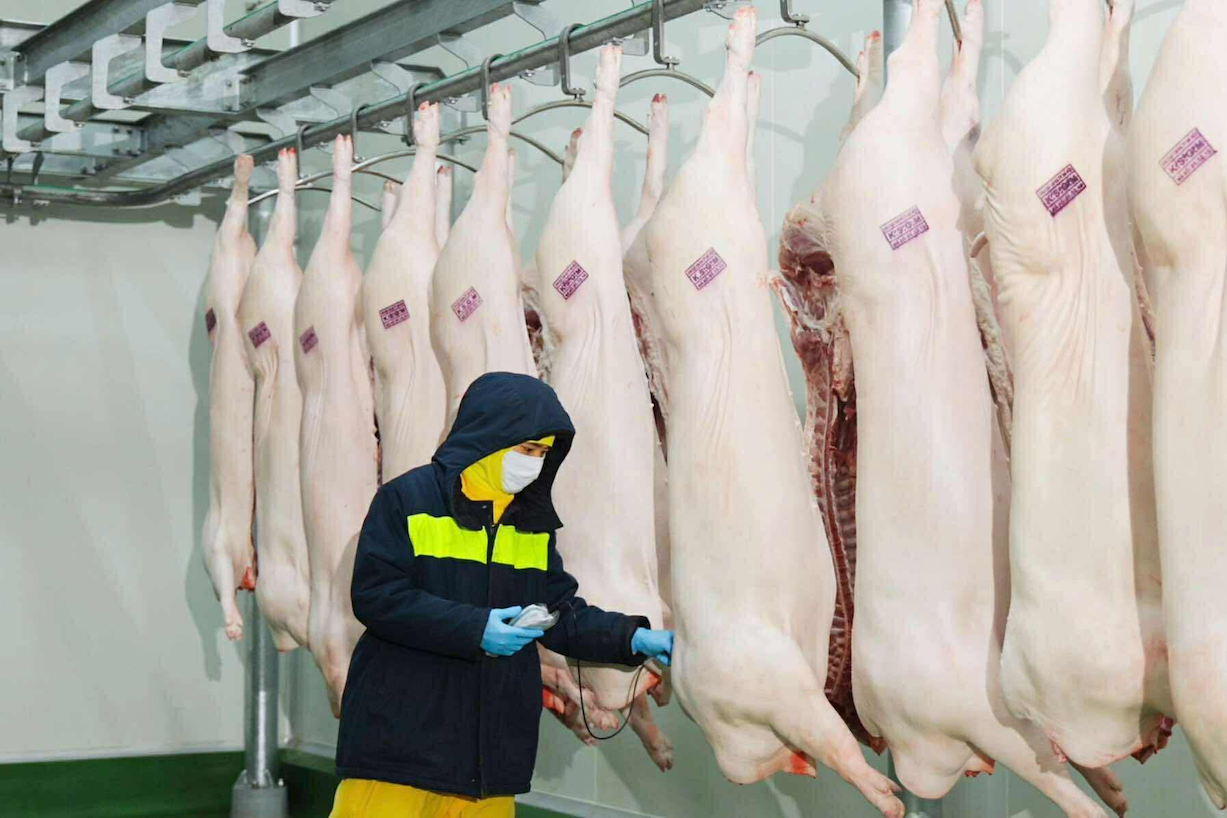 Vụ C.P. Việt Nam: Cán bộ đóng dấu sai quy trình vào heo bệnh bị kỷ luật