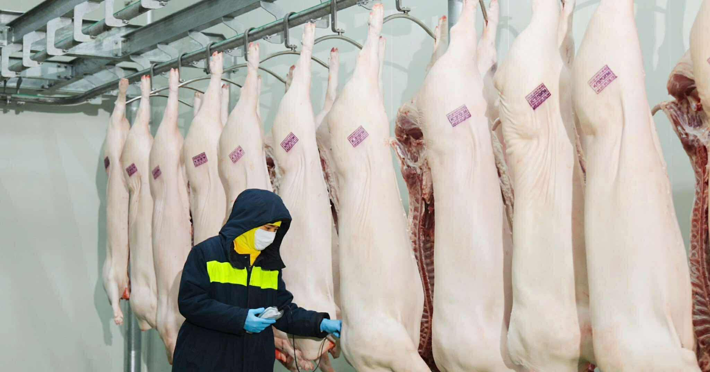 Vụ C.P. Việt Nam: Cán bộ đóng dấu sai quy trình vào heo bệnh bị kỷ luật