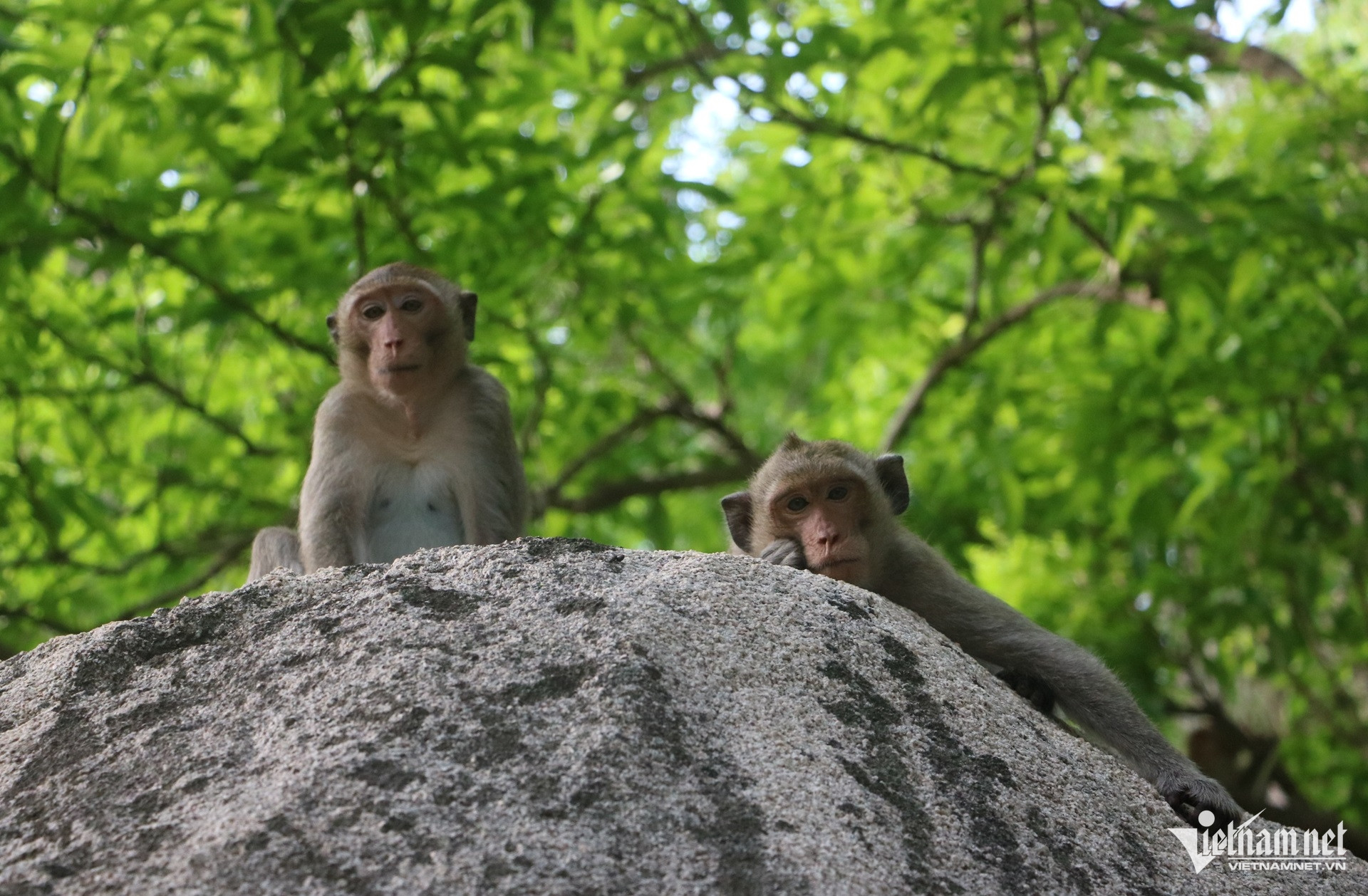 W-Thiền viện Trúc Lâm Chân Nguyên, chùa khỉ 3.JPG.jpg