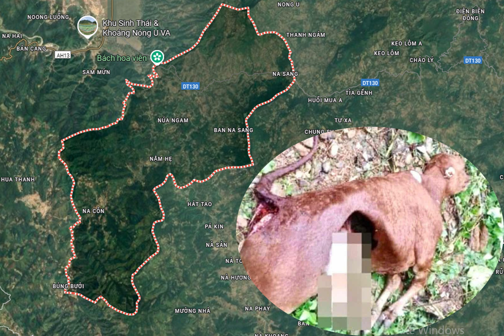 Nhân chứng kể lần bắt gặp đàn sói hoang, ám ảnh xác gia súc bị mất nội tạng