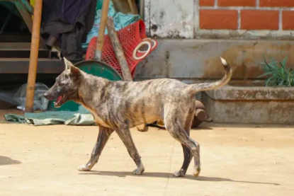 Bản tin trưa 31/7: Chó dại cắn liên tiếp 5 người ở Đà Nẵng, 3 nạn nhân là trẻ em