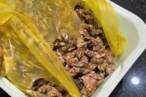 Sản vật hình thù kỳ dị ở biển Việt, tên lạ lùng, khách sành ăn săn đón