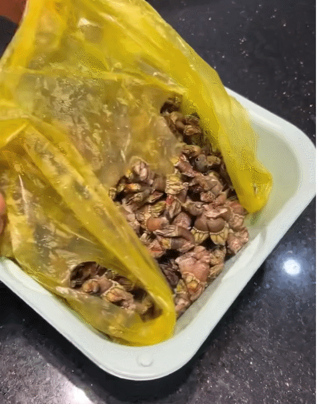 thumb ốc móng quỷ.gif