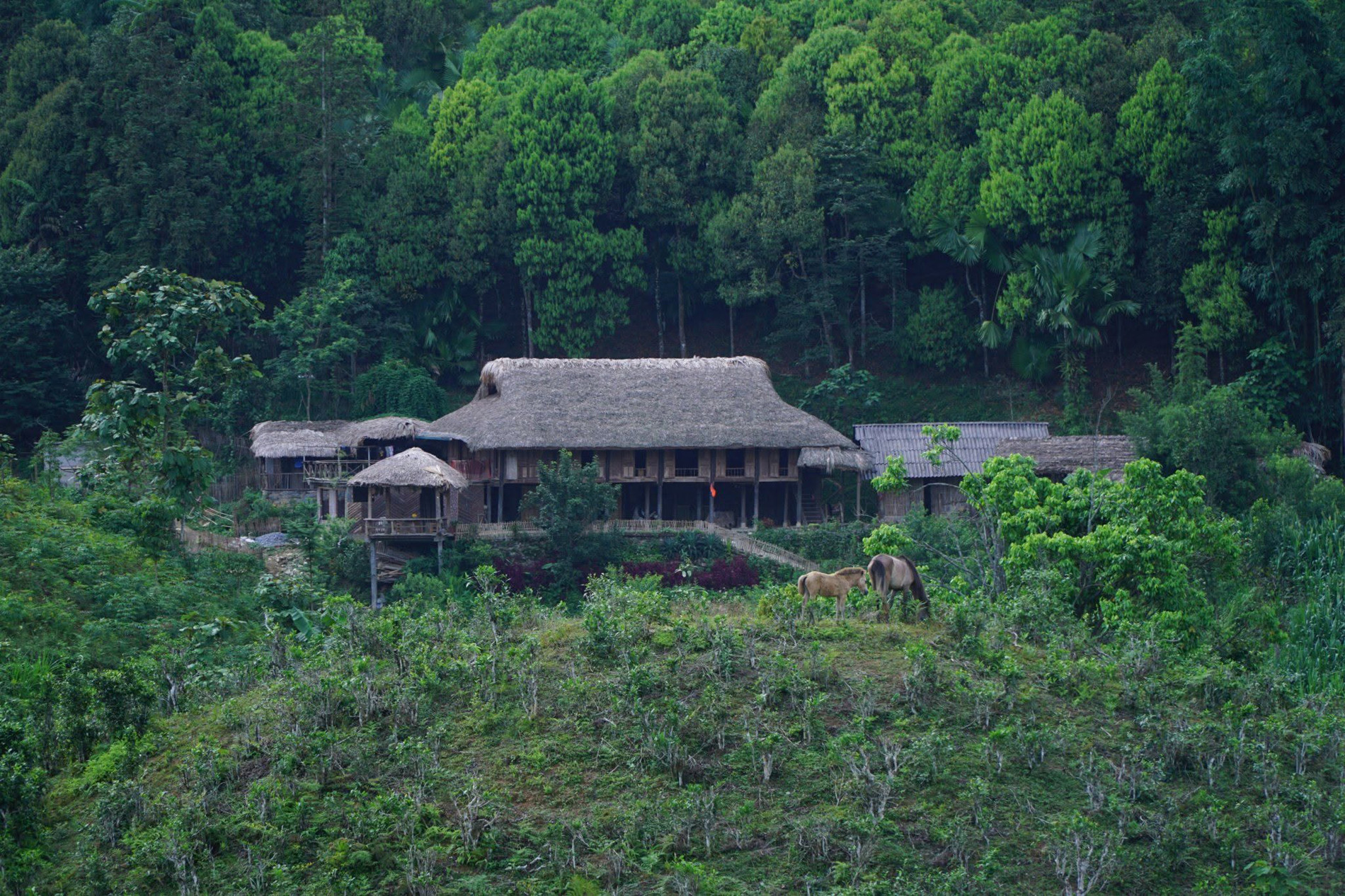 bản liền forest 0.jpg