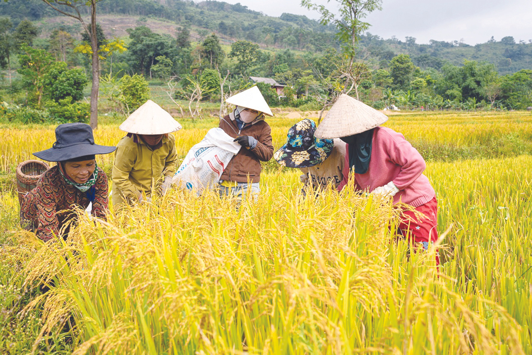 Đồng bào Bru Vân Kiều ở Quảng Trị thu hoạch lúa.jpg