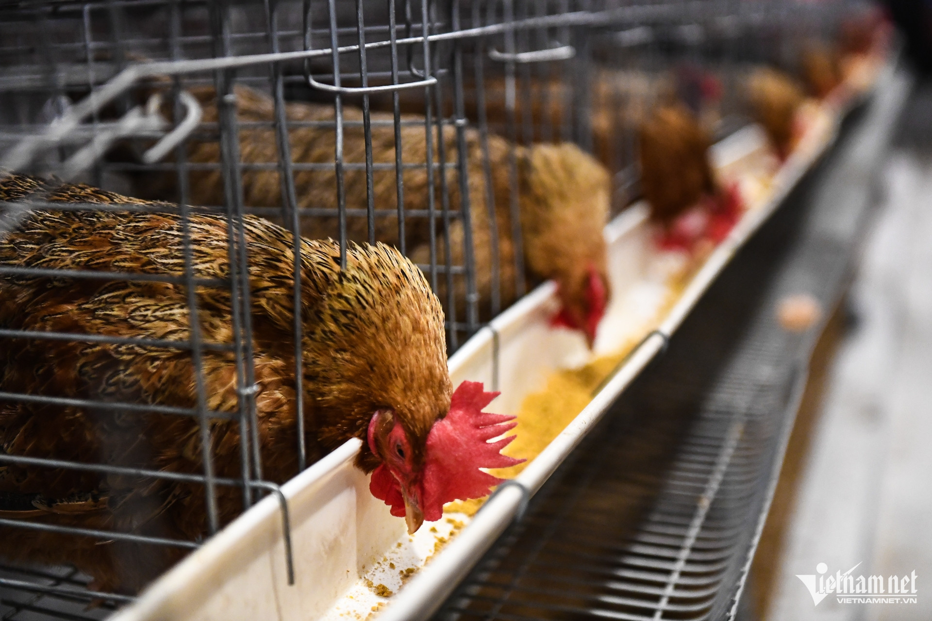 W-DTTG 1719 Bac Giang 10.jpg