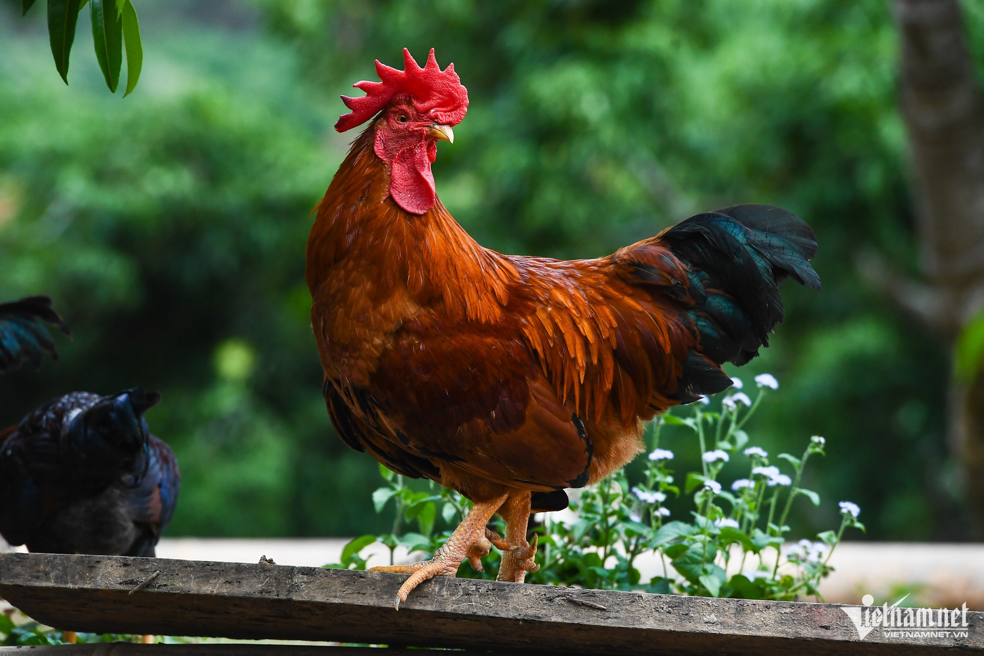 W-DTTG 1719 Bac Giang 3.jpg