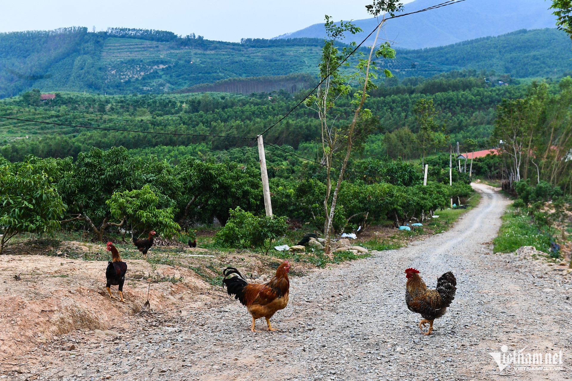 W-DTTG 1719 Bac Giang 5.jpg