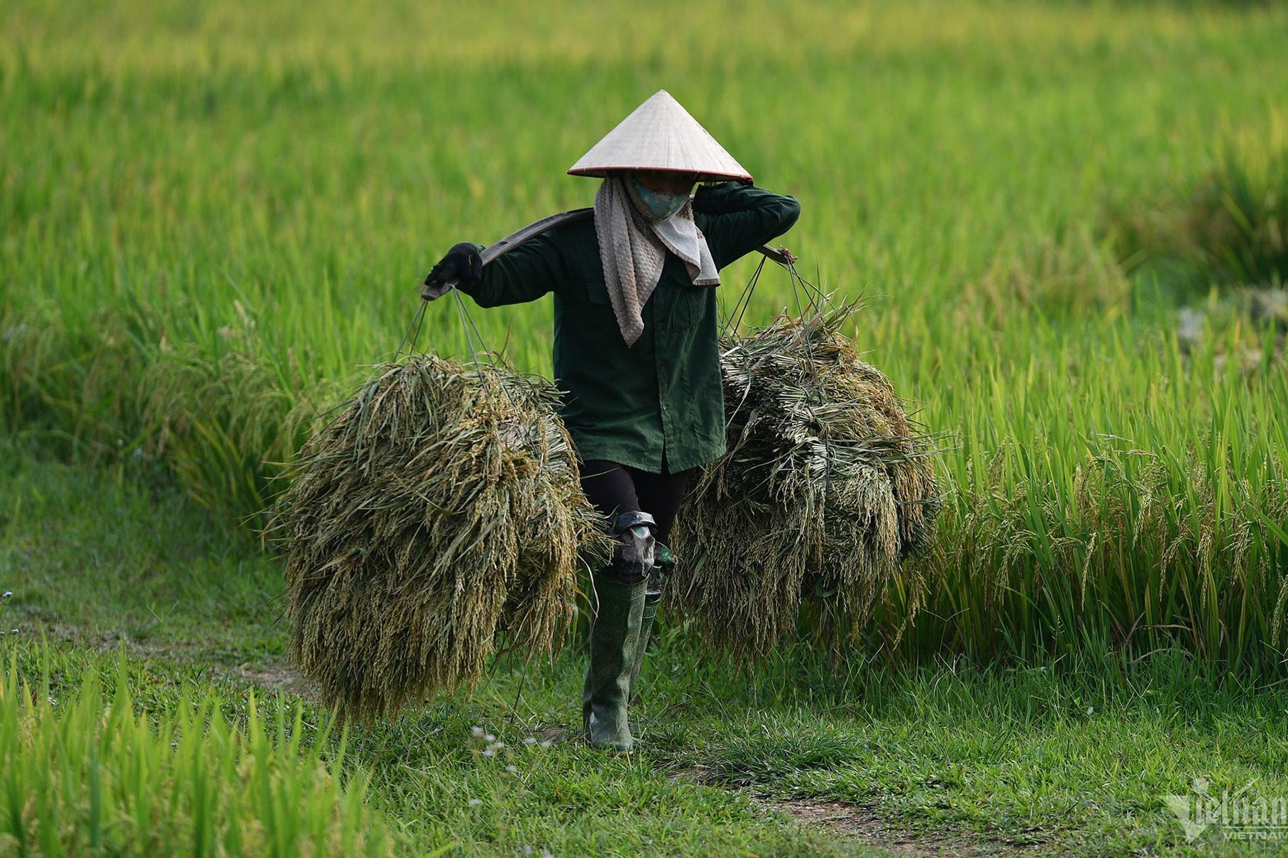 5 ngày nữa, TPHCM tăng giá thóc thu thuế