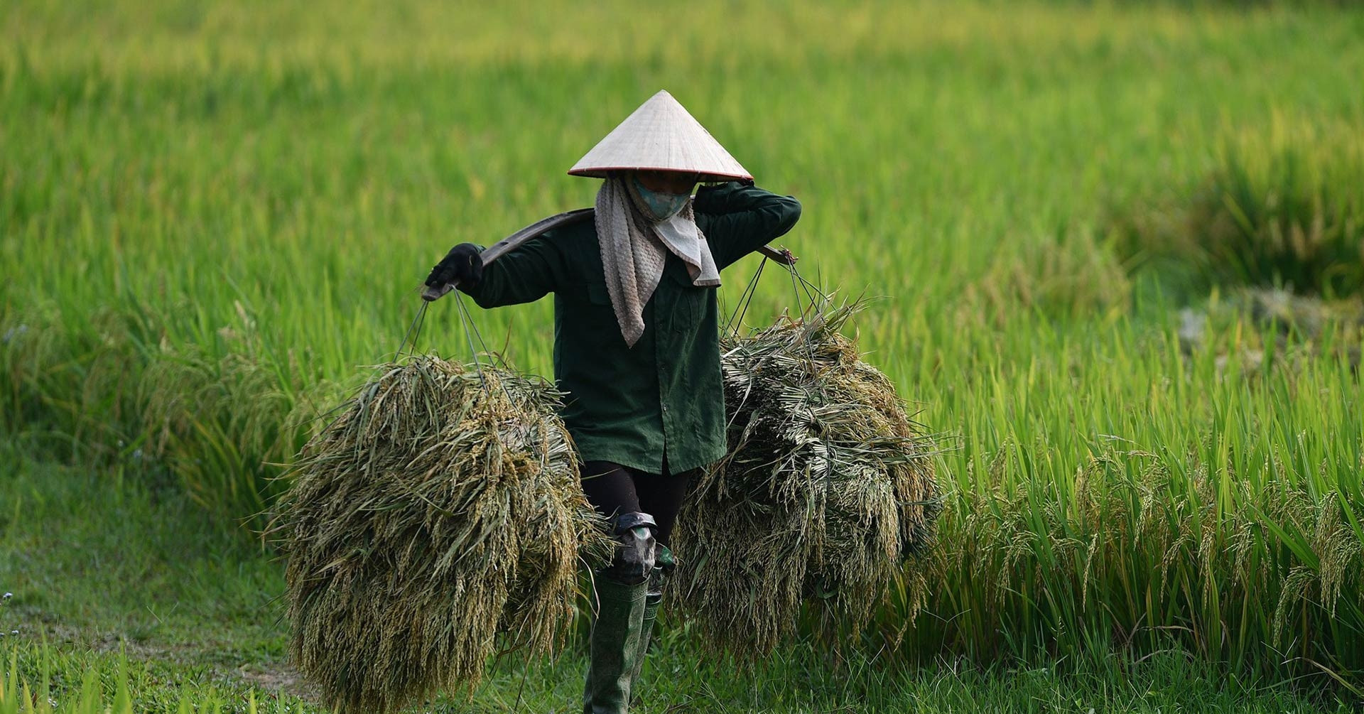 5 ngày nữa, TPHCM tăng giá thóc thu thuế