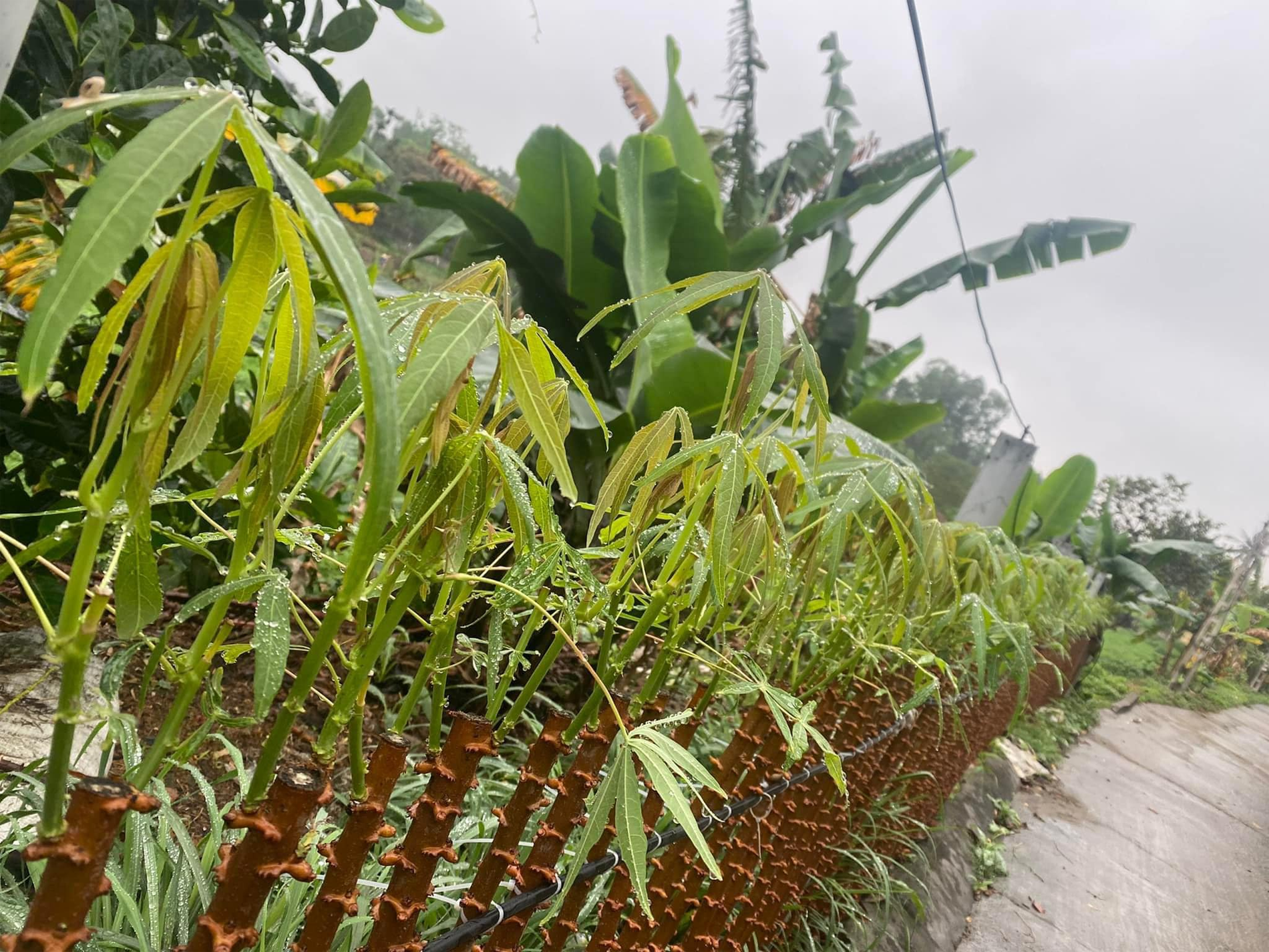 rau sắn   vũ thu phương.png