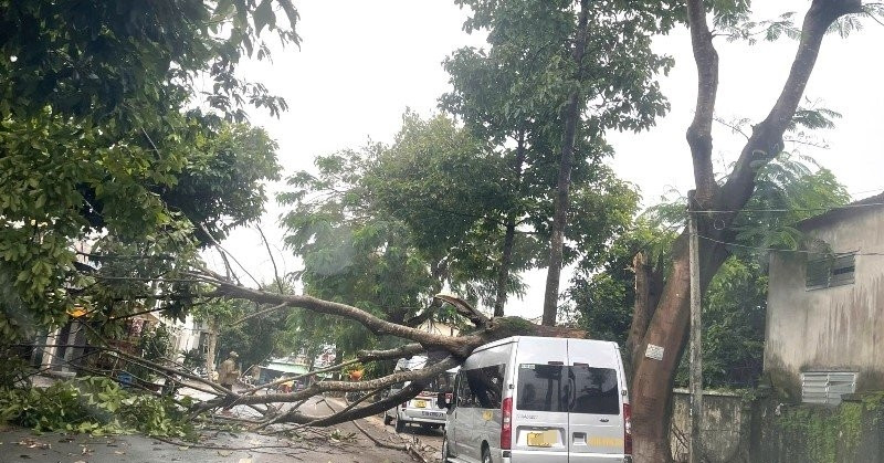 Cây phượng 30 năm tuổi bỗng nhiên gãy ngang đè móp xe ô tô