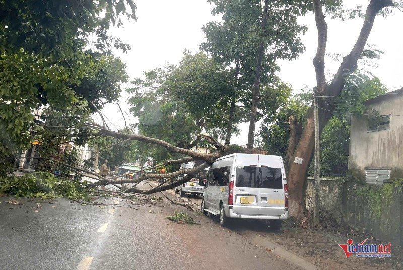 do cay gay hong xe 1 47592.jpg