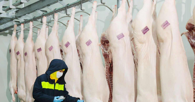 Vụ Công ty C.P. bị ‘tố’ bán heo bệnh: Công an điều tra động cơ phát tán vụ việc