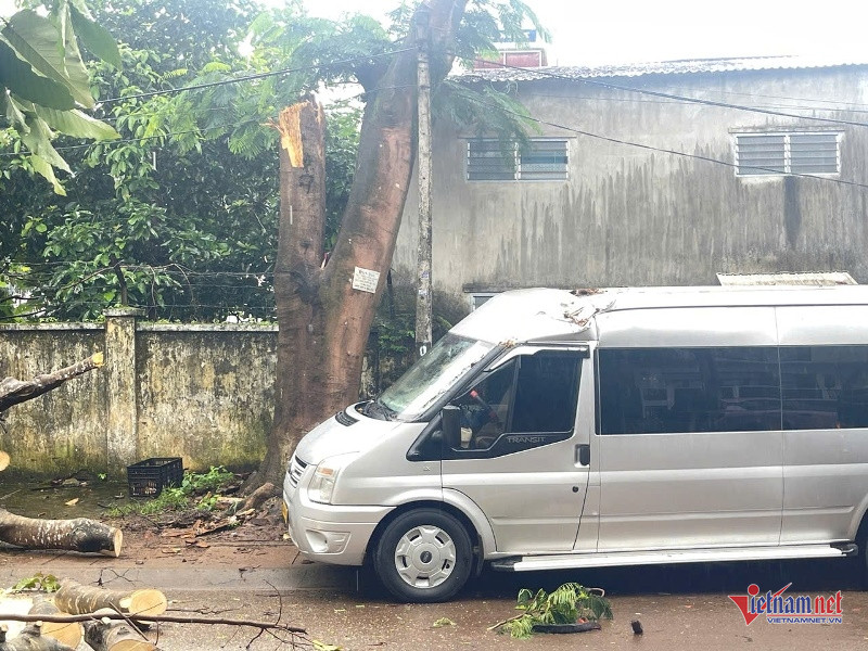 W-Đổ cây gây hỏng xe 2.jpg