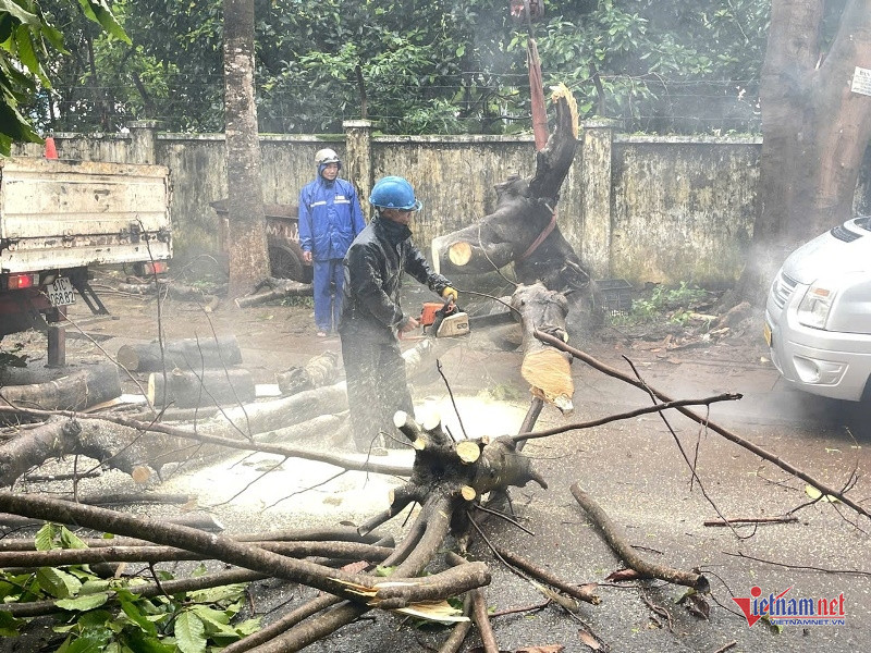 W-Đổ cây gây hỏng xe.jpg