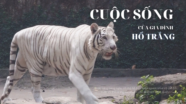 Cuộc sống của gia đình hổ trắng trong 'ngôi nhà' Thảo Cầm Viên