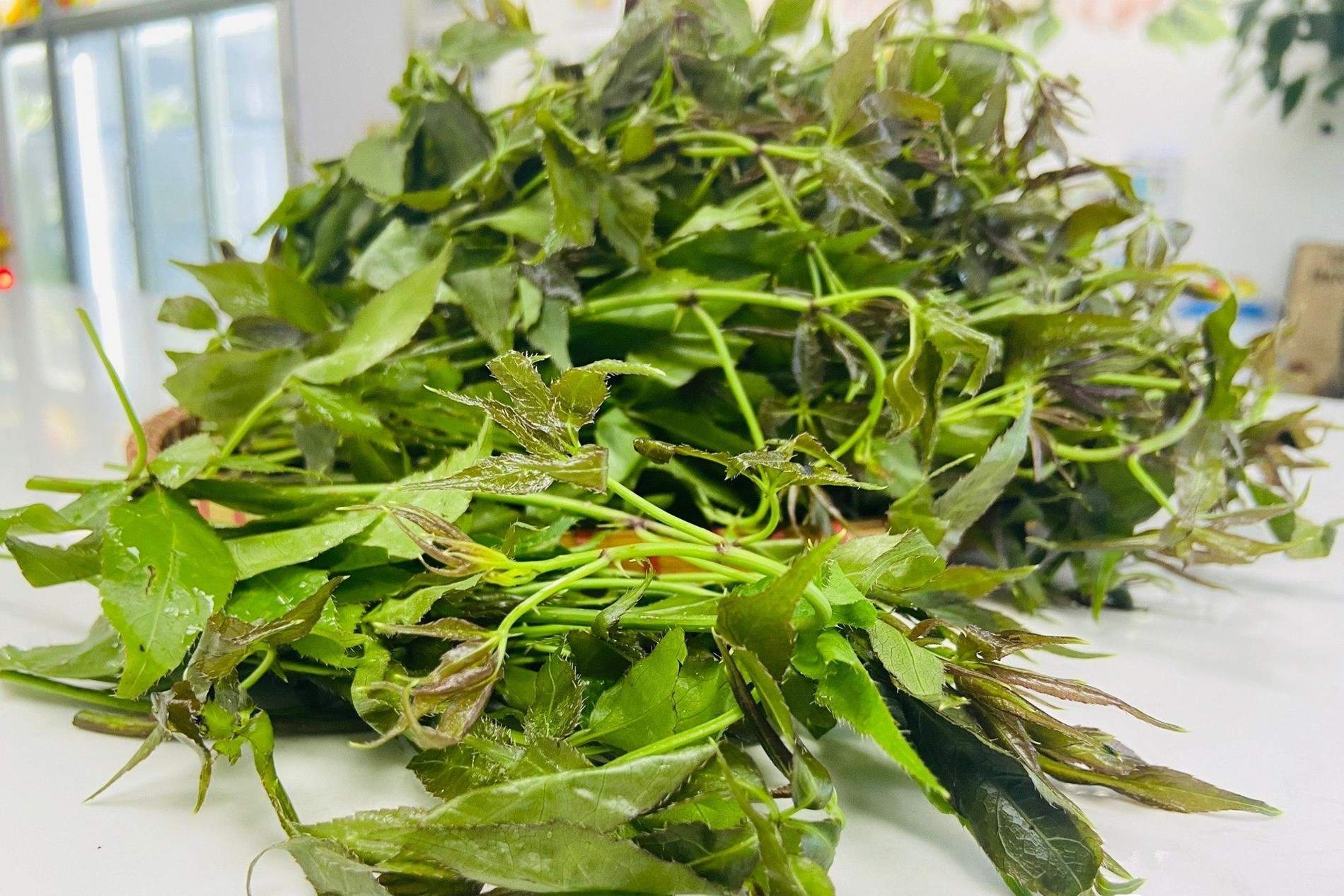 ngũ gia bì đa nhim farm.png