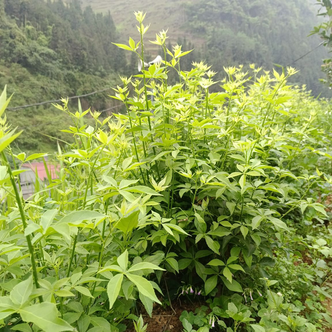 ngũ gia bì mạc san.jpg
