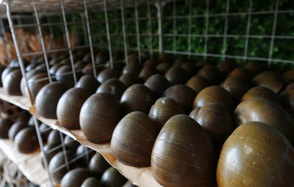 Ốc gác bếp 45.jpg