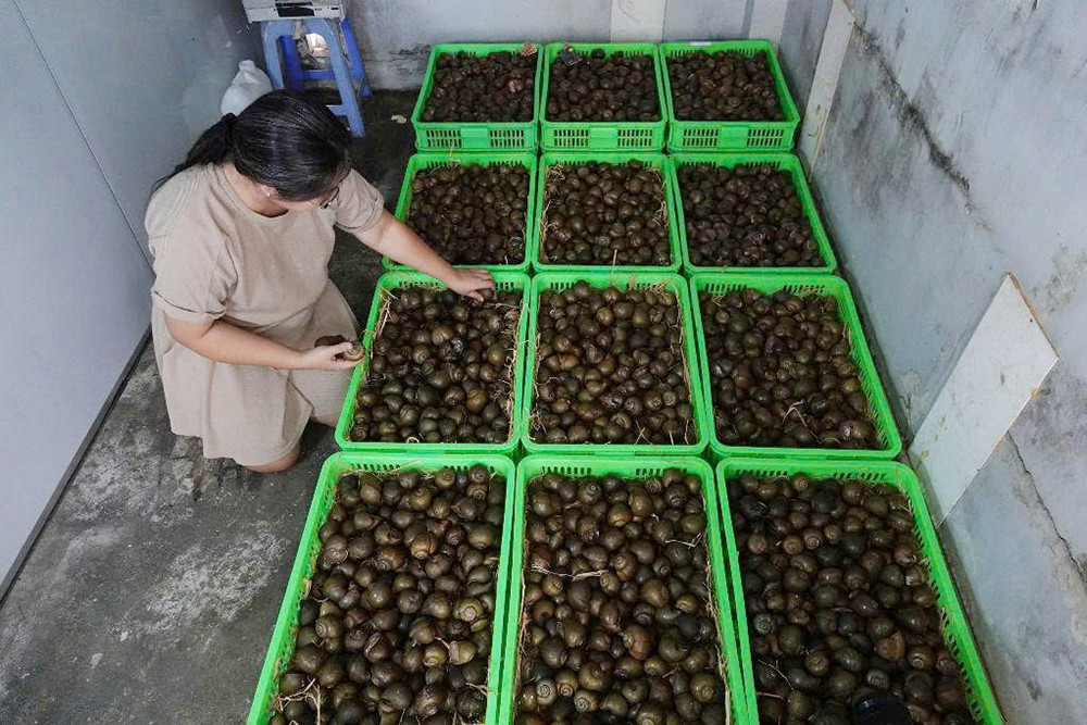 Ốc gác bếp 5.jpg