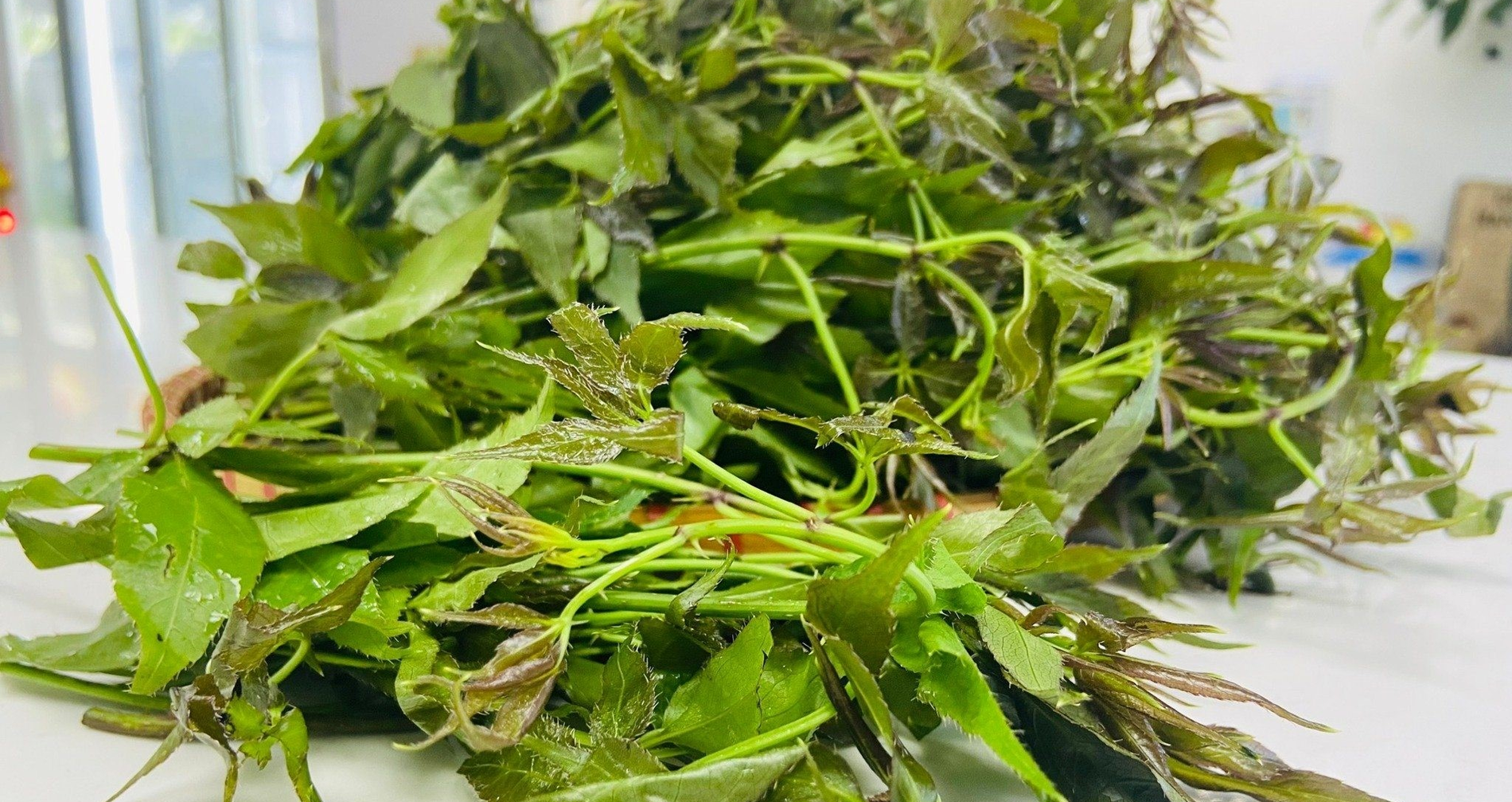 Rau đặc sản ở miền Bắc trồng 1 lần hái cả năm, ...