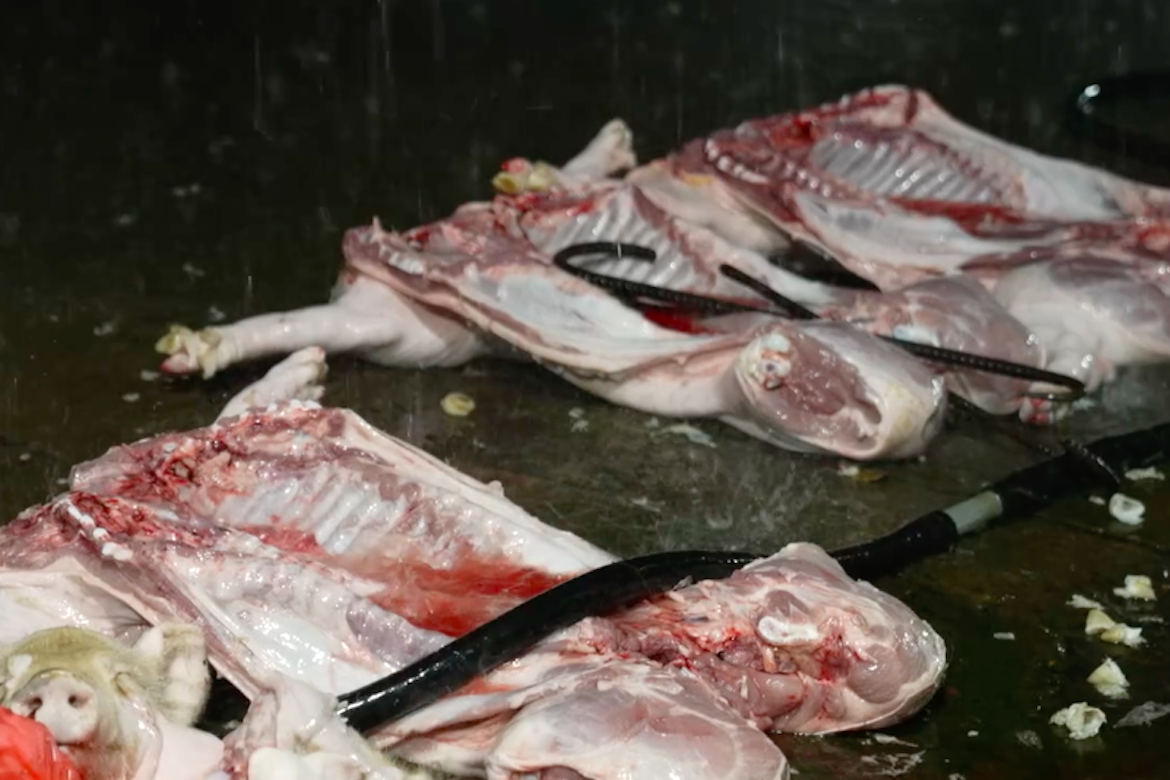 Lời khai kinh hoàng của các đối tượng giết mổ, tiêu thụ lợn chết, lợn bệnh ở Hà Nội