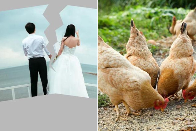 Vợ chồng không thể ly hôn vì 53 con gia cầm, tòa ra quyết định bất ngờ