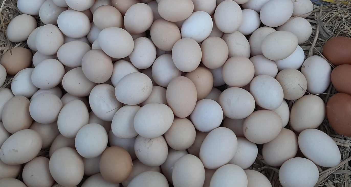 Giá trứng tăng gấp đôi chỉ trong 1 tháng, nông dân lãi tiền triệu mỗi ngày