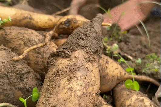 'Món quà' từ lòng đất ở miền Bắc ăn giòn ngon lại mát, để lâu càng ngọt, thơm