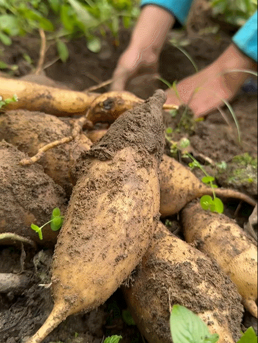 thumb củ sâm đất   oong tải làng chảo.gif