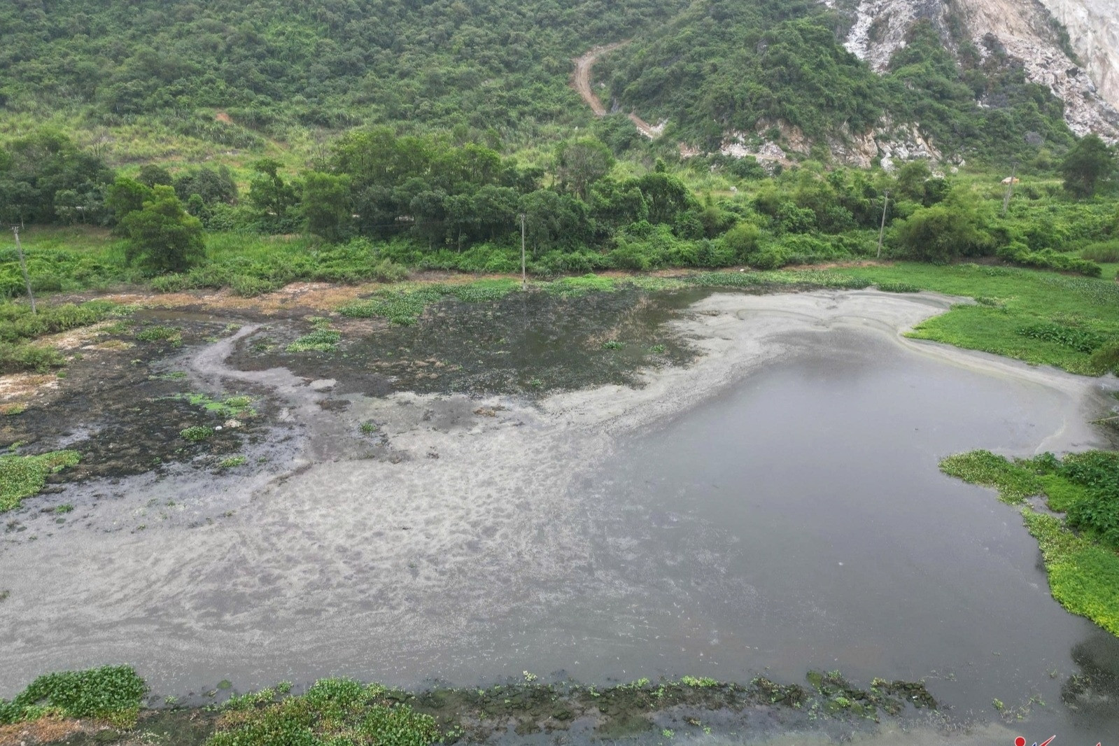 Trại lợn xả thải trực tiếp ra môi trường khiến hồ nước đổi màu