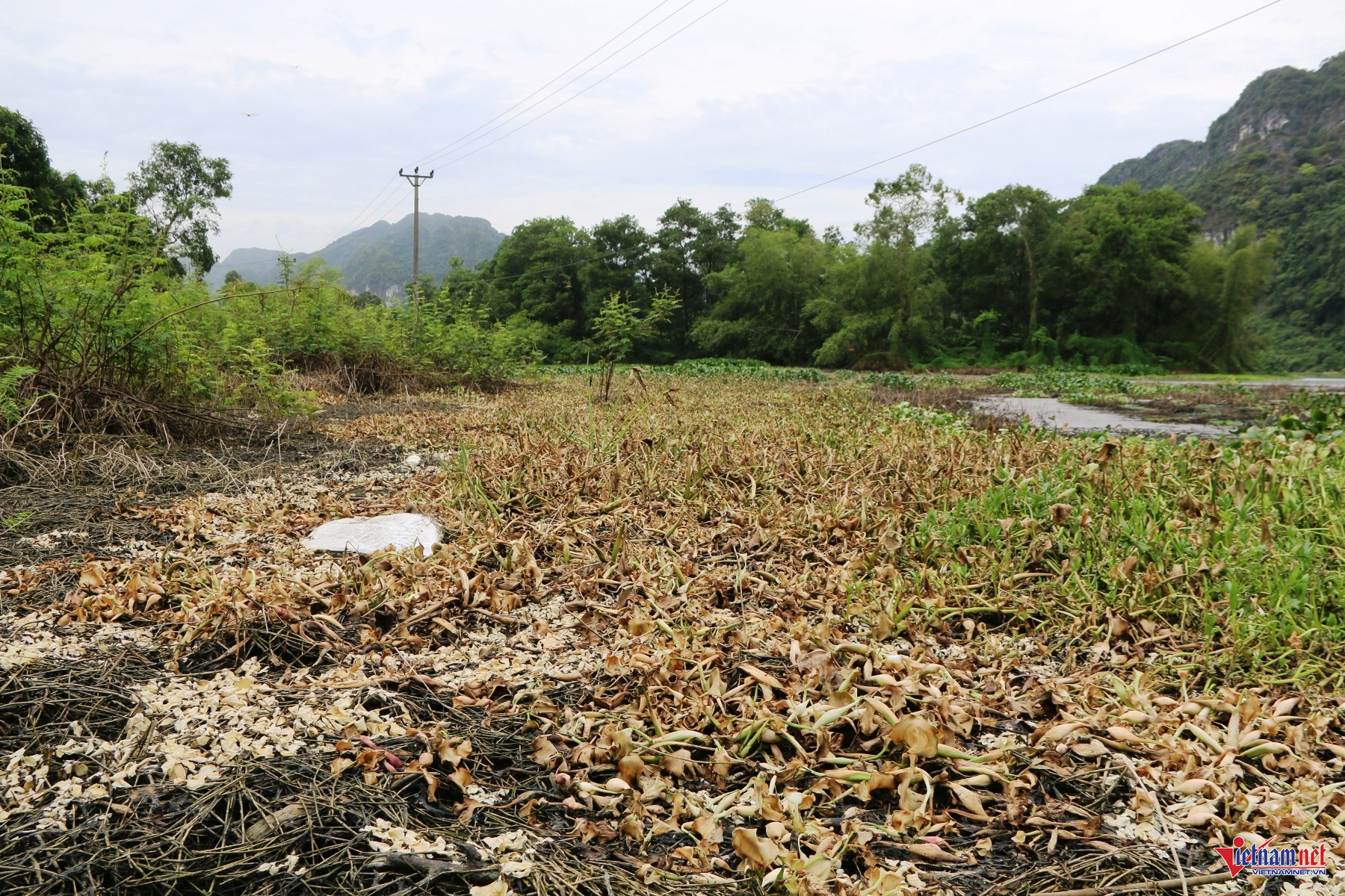 W-Trại lợn 5.JPG.jpg