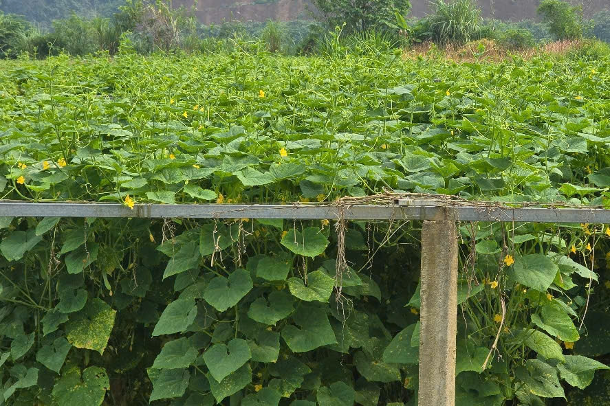 Kinh tế tập thể -‘điểm tựa’ xây dựng nông thôn mới ở Lào Cai