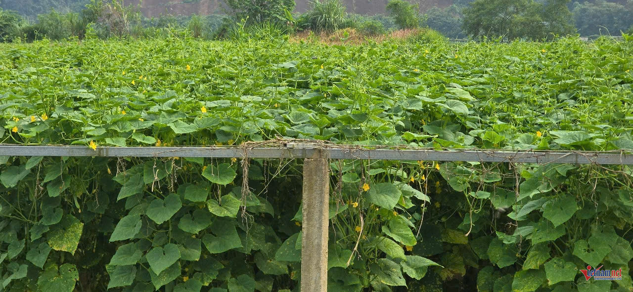 W-anh bai kinh te tap the LC.jpg