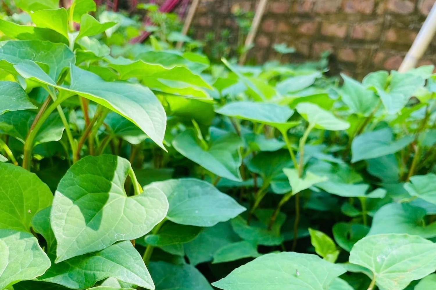 Diếp cá - loại rau gia vị ‘trường sinh’